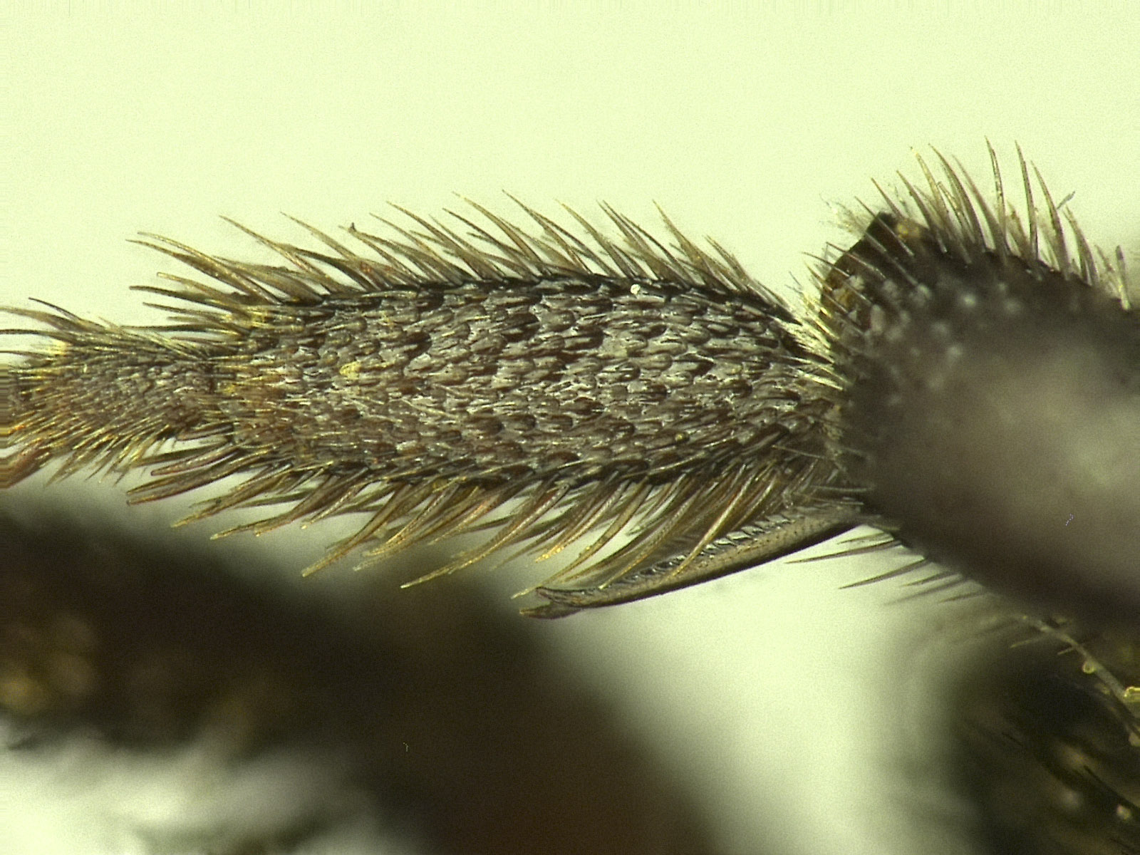 Osmia potentillae image