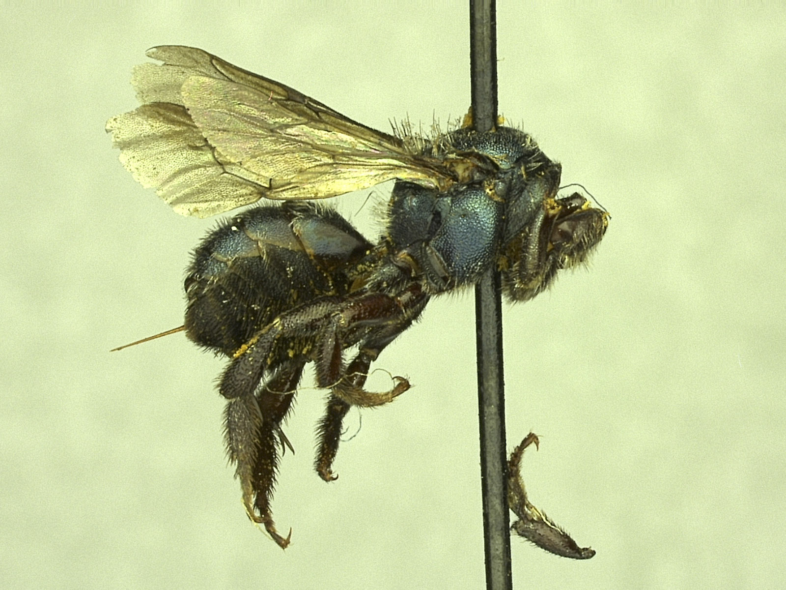 Osmia potentillae image