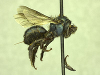 Osmia potentillae image