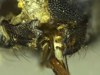 Osmia potentillae image