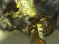 Osmia potentillae image