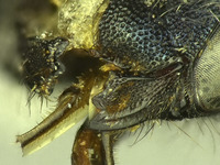 Osmia potentillae image