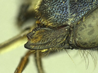 Osmia potentillae image