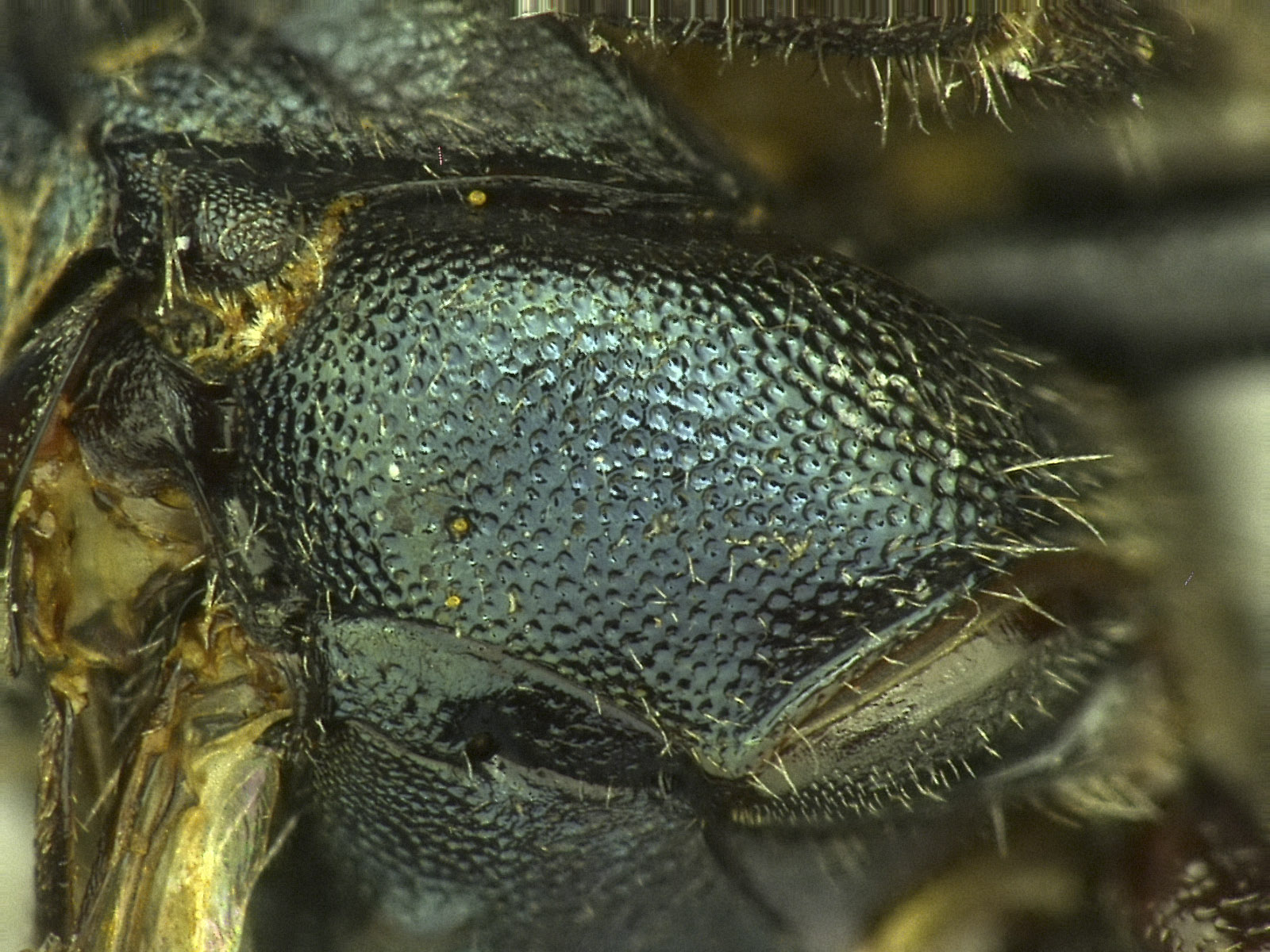 Megachilinae image