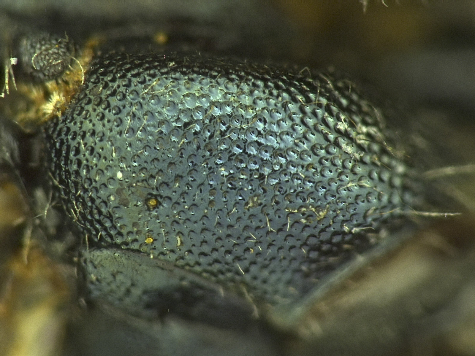 Osmia potentillae image