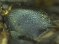 Osmia potentillae image