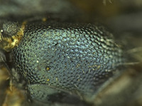Osmia potentillae image