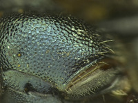 Osmia potentillae image