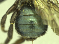 Osmia potentillae image