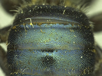 Osmia sequoiae image