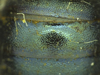 Osmia sequoiae image