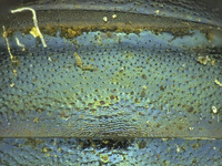 Osmia sequoiae image