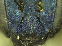 Osmia sequoiae image