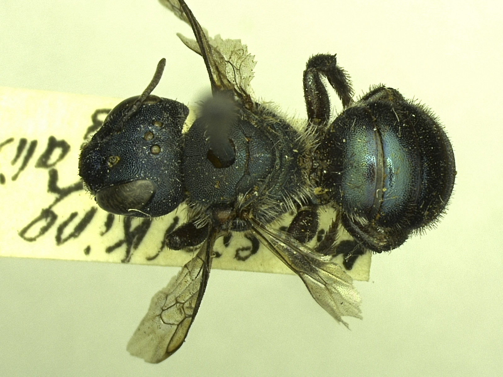 Osmia image