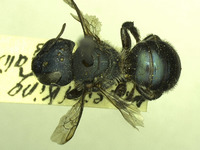 Osmia sequoiae image