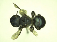 Osmia sequoiae image