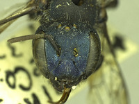 Osmia sequoiae image