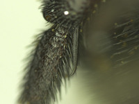 Osmia sequoiae image