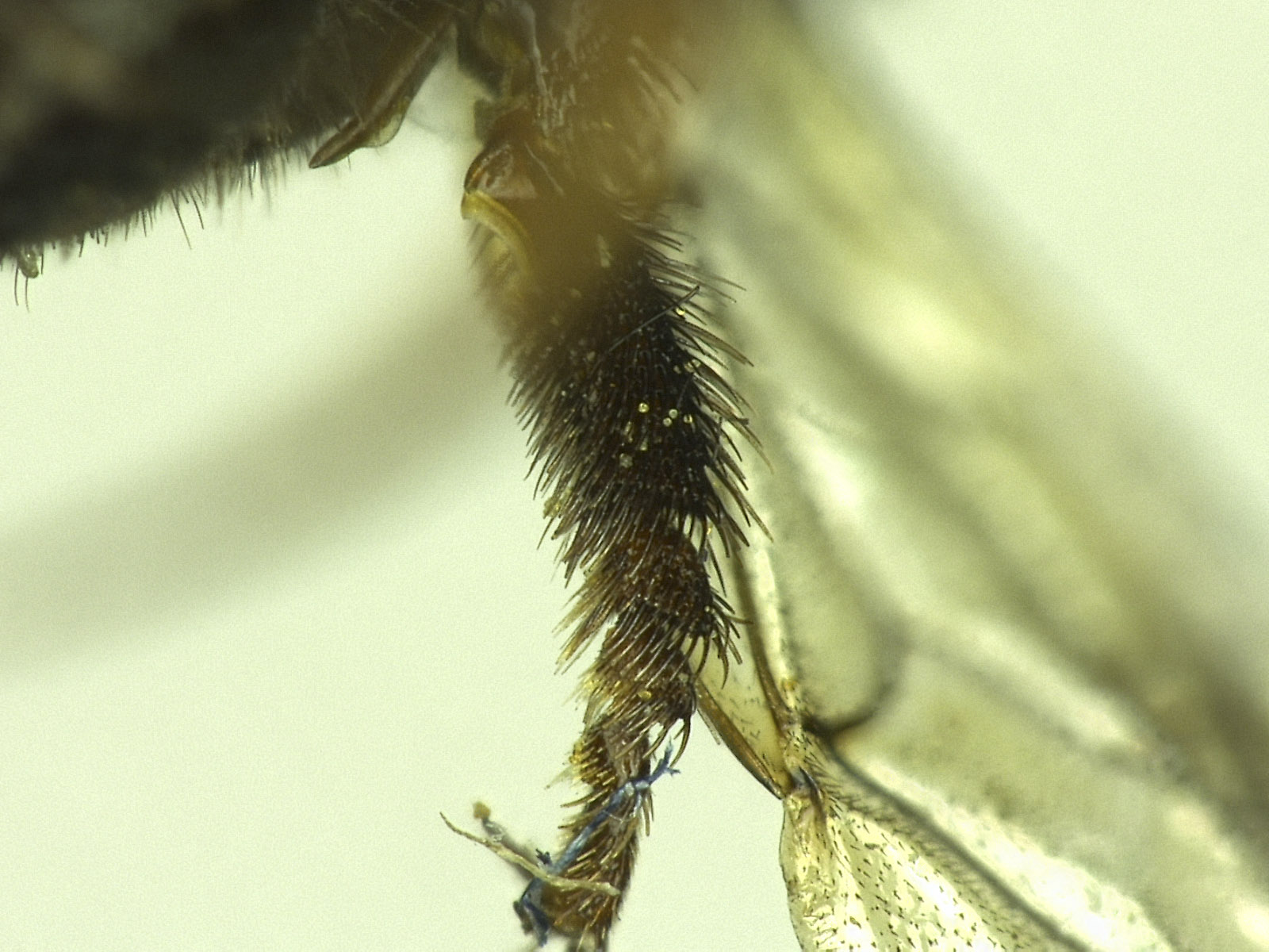 Osmia sequoiae image