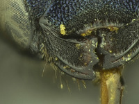 Osmia sequoiae image