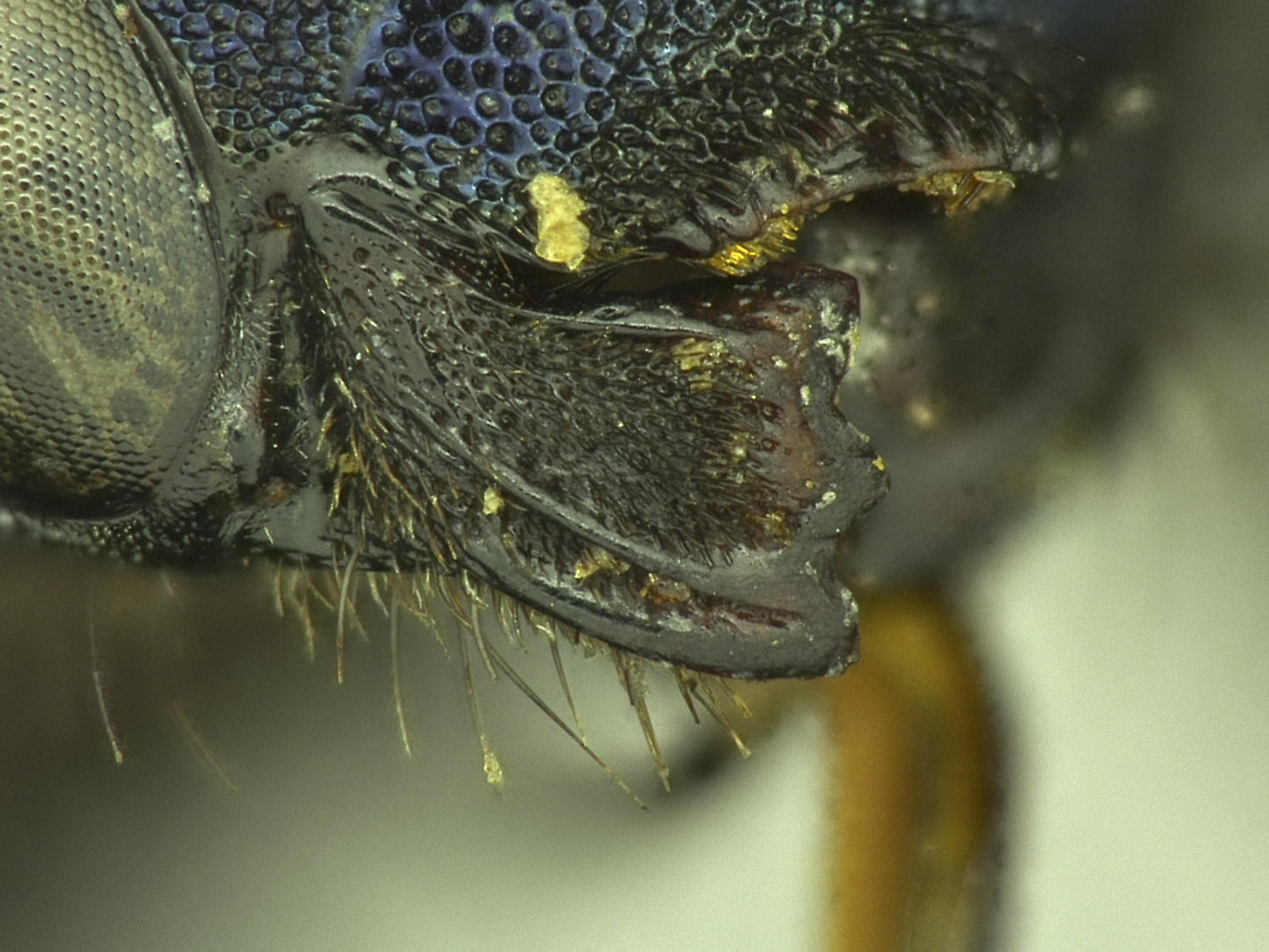 Osmia image