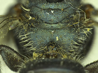 Osmia sequoiae image