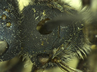 Osmia sequoiae image