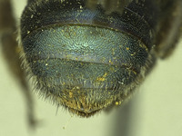 Osmia tokopahensis image