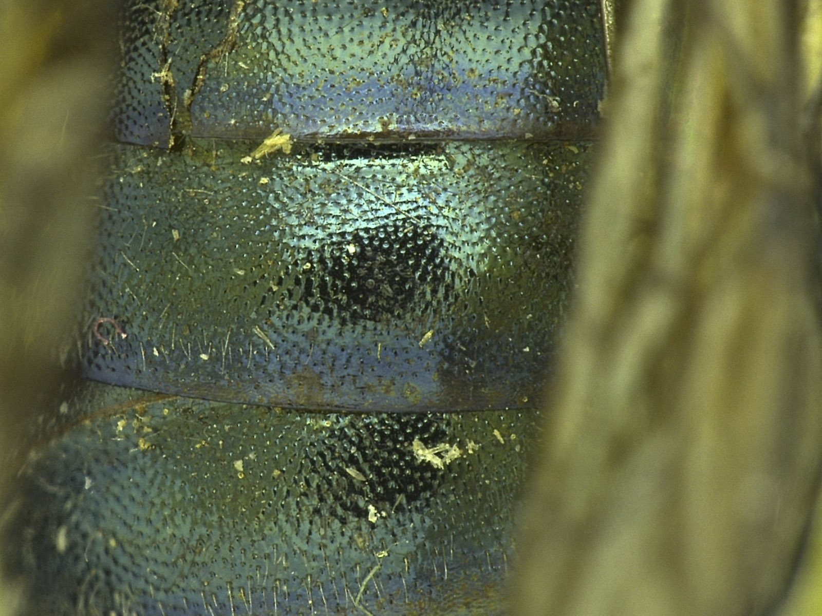 Osmia tokopahensis image