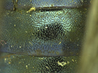 Osmia tokopahensis image