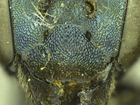 Osmia tokopahensis image