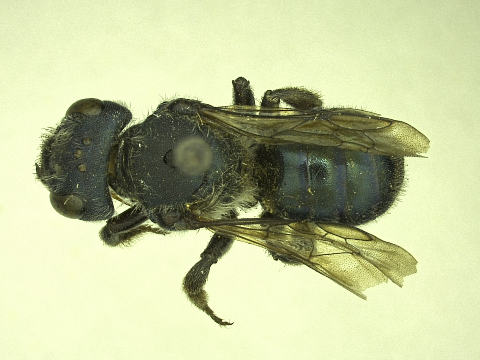 Osmia tokopahensis image