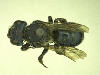 Osmia tokopahensis image