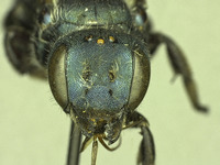 Osmia tokopahensis image