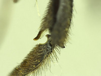 Osmia tokopahensis image