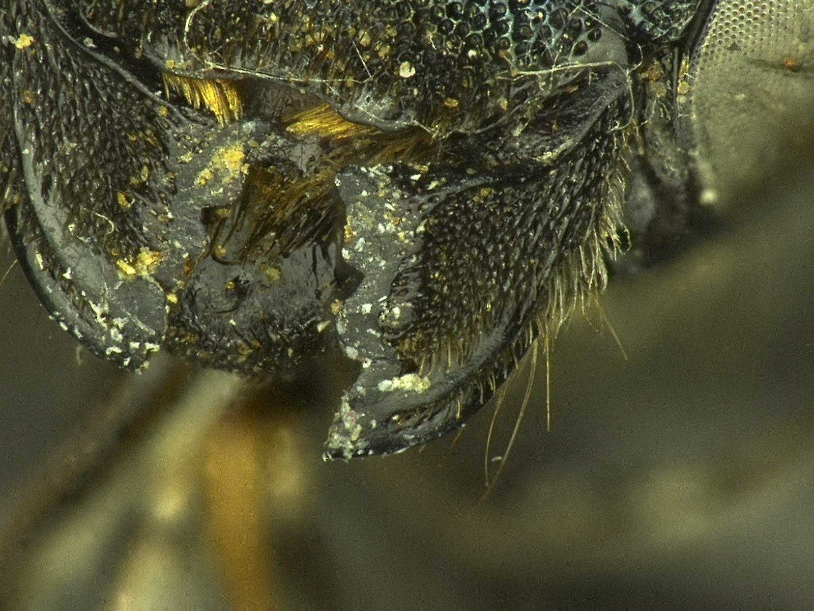 Osmia tokopahensis image