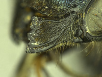 Osmia tokopahensis image
