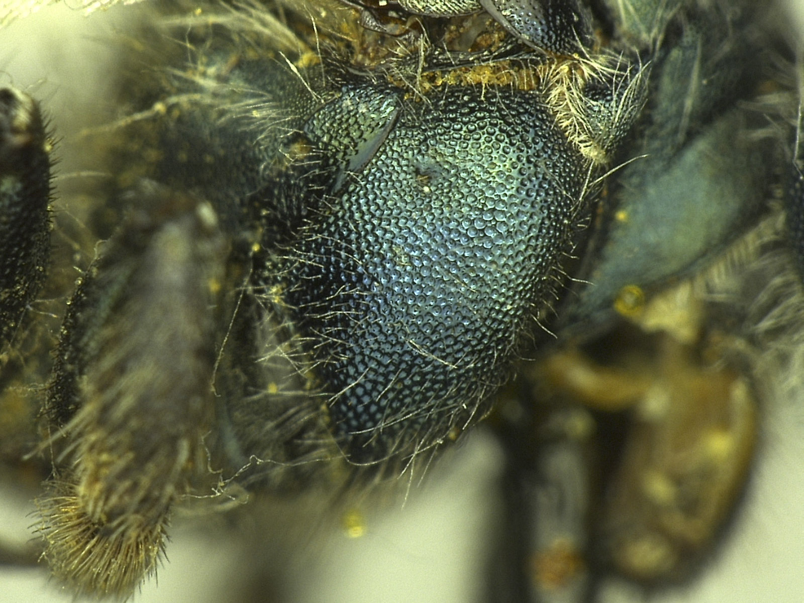 Osmia tokopahensis image