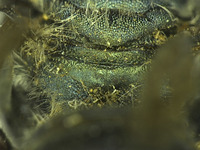 Osmia tokopahensis image