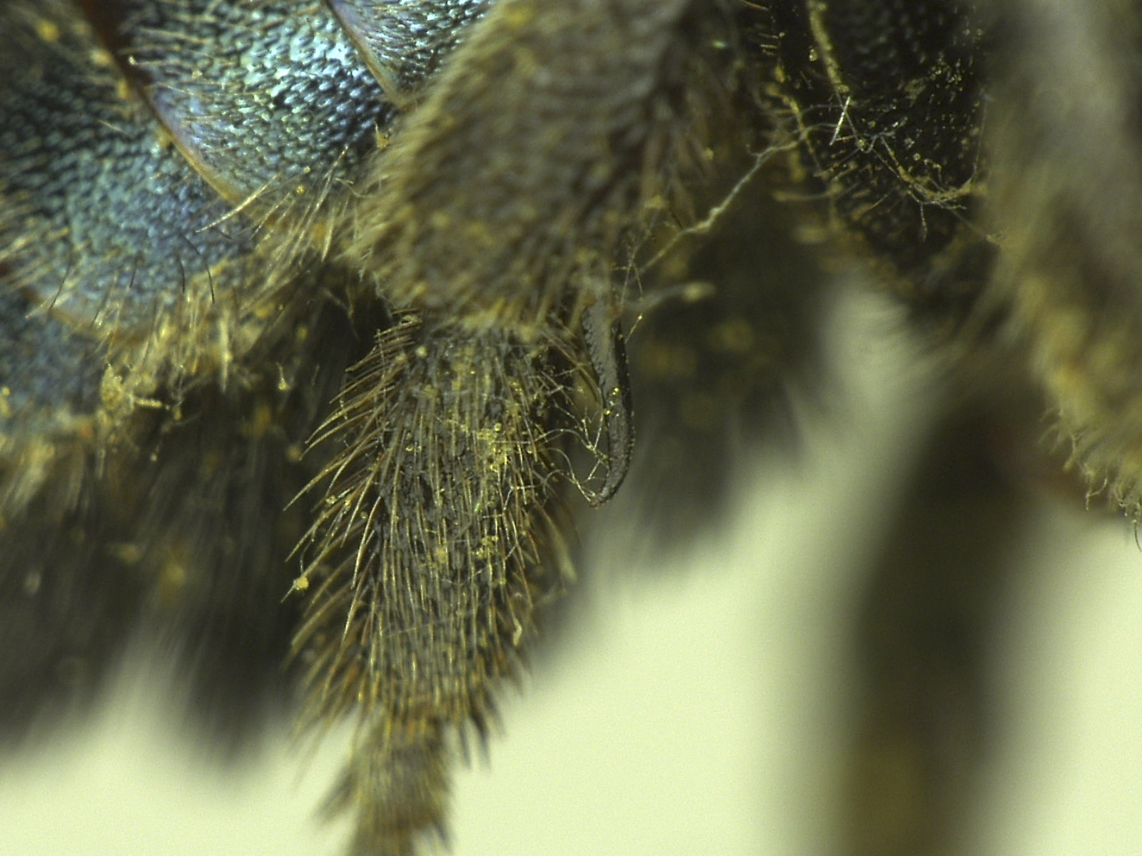 Osmia image