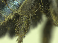 Osmia tokopahensis image