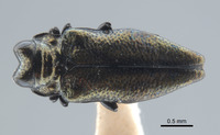 Endelus helferi image