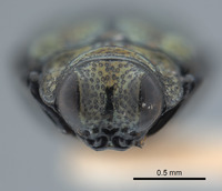 Endelus helferi image