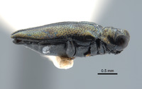 Endelus helferi image