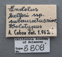 Endelus helferi image