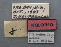 Endelus helferi image