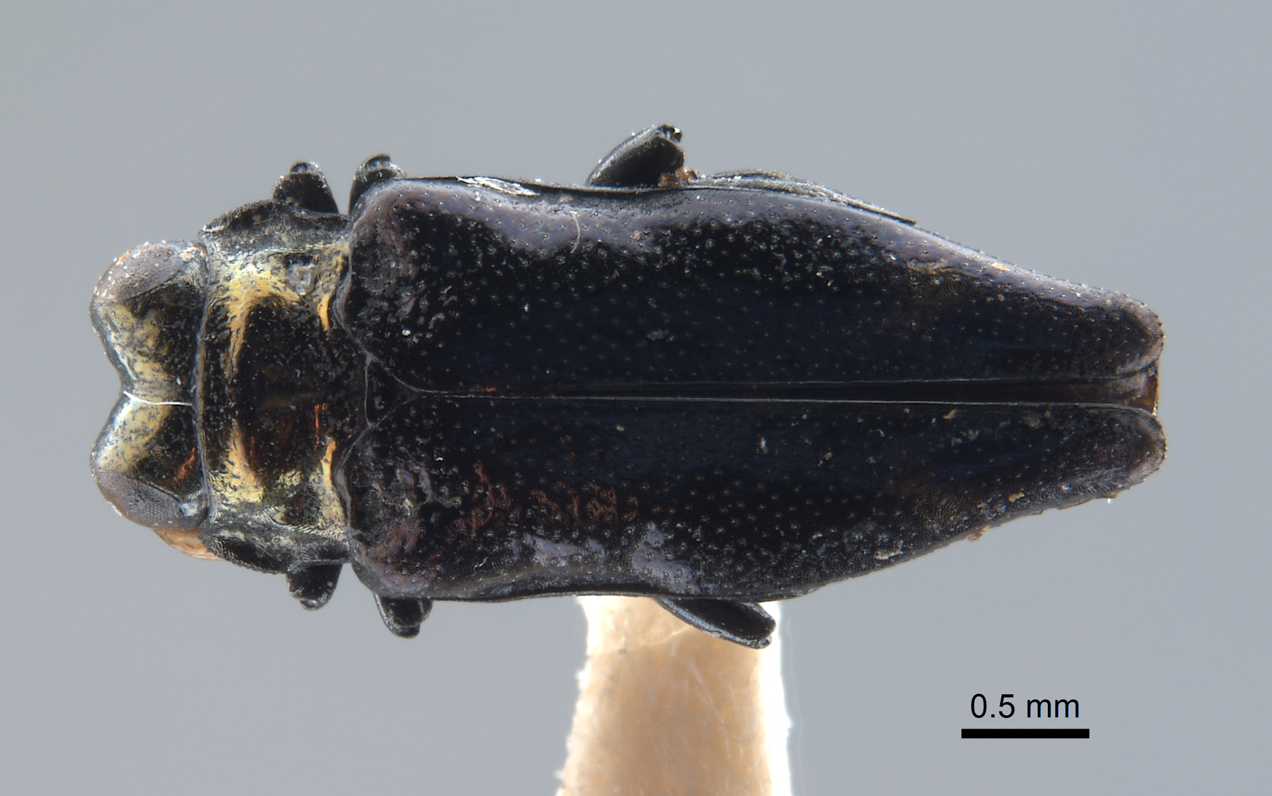 Endelus subviolaceus image