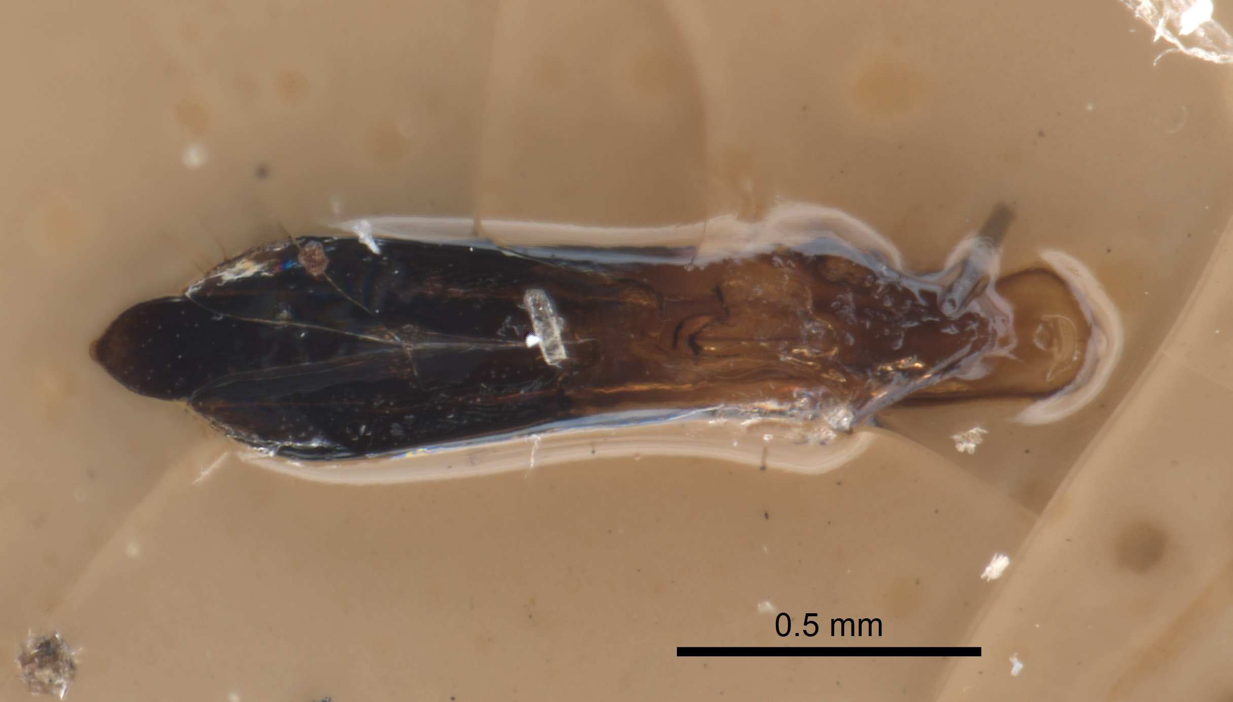 Endelus subviolaceus image