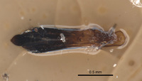 Endelus subviolaceus image