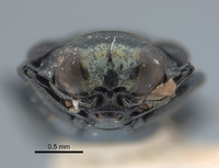 Endelus subviolaceus image
